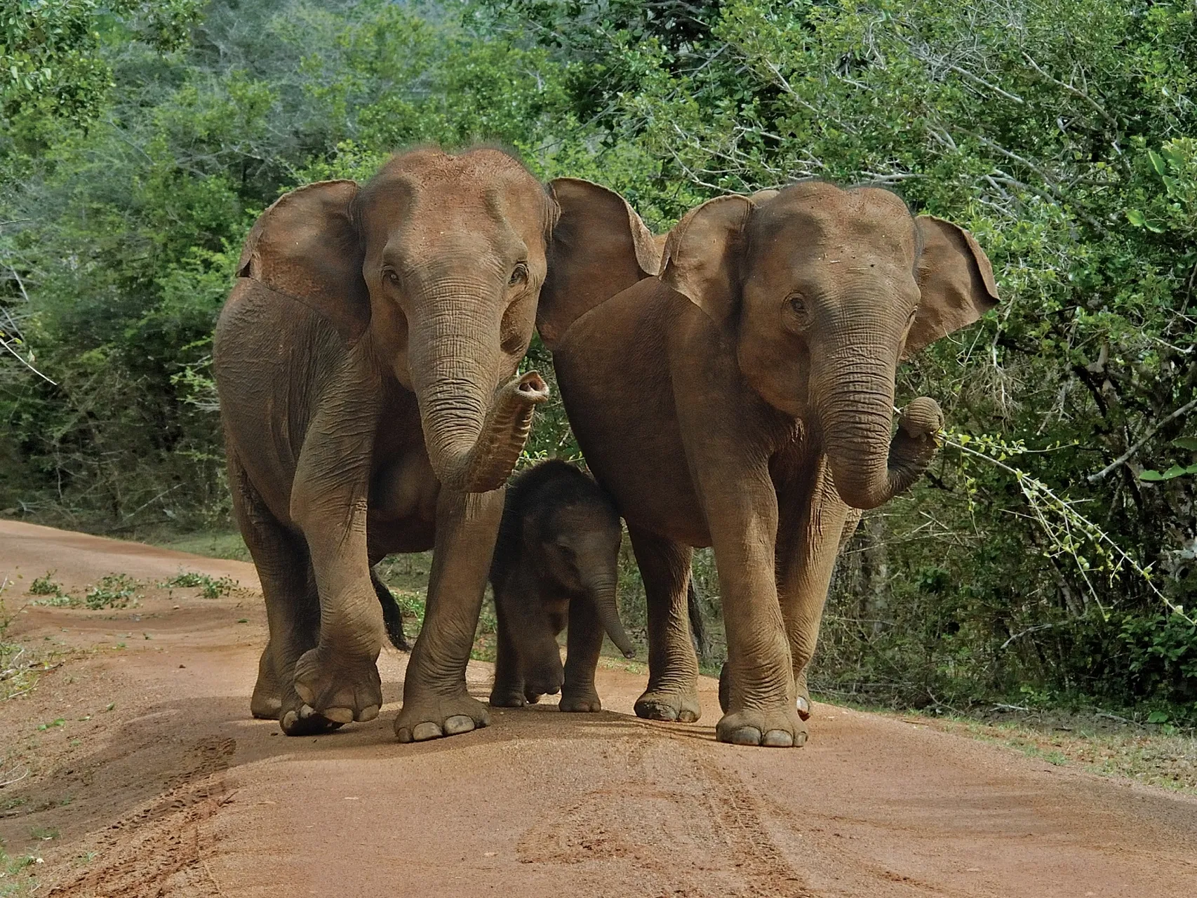 Udawalawe National Park Safari