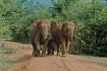 Elephants in Udawalawe National Park