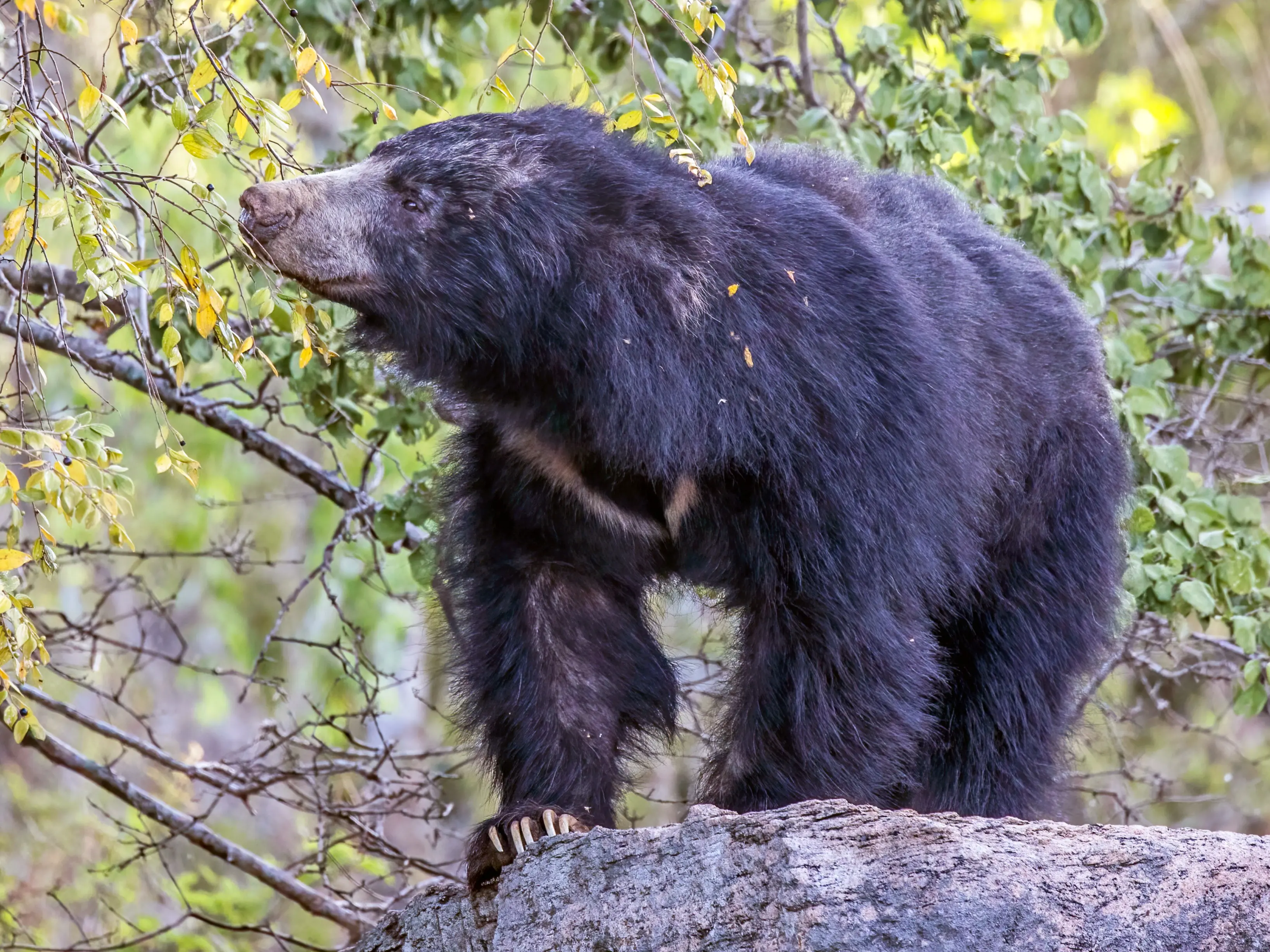 Wilpattu National Park Safari