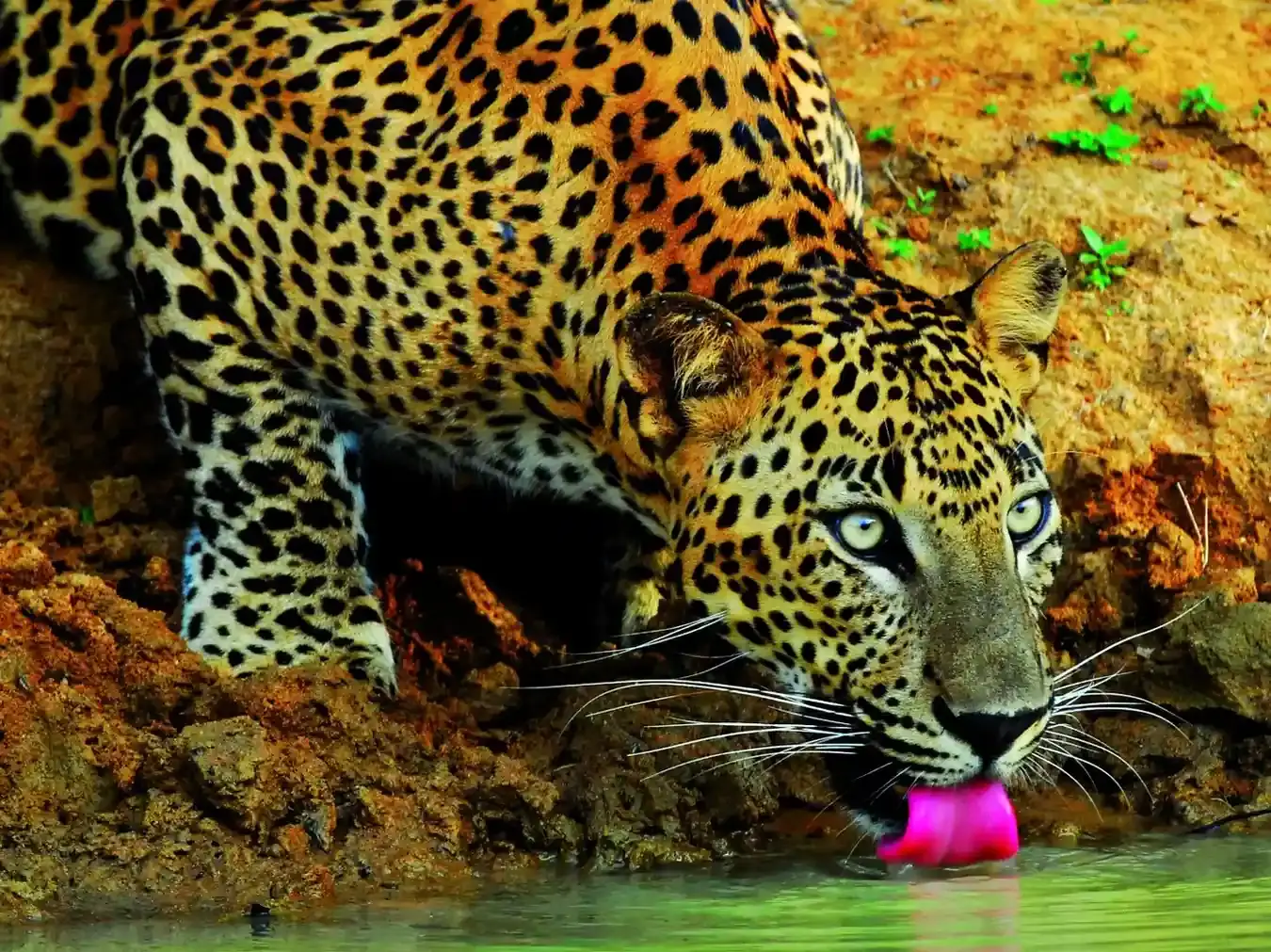 Yala National Park Safari