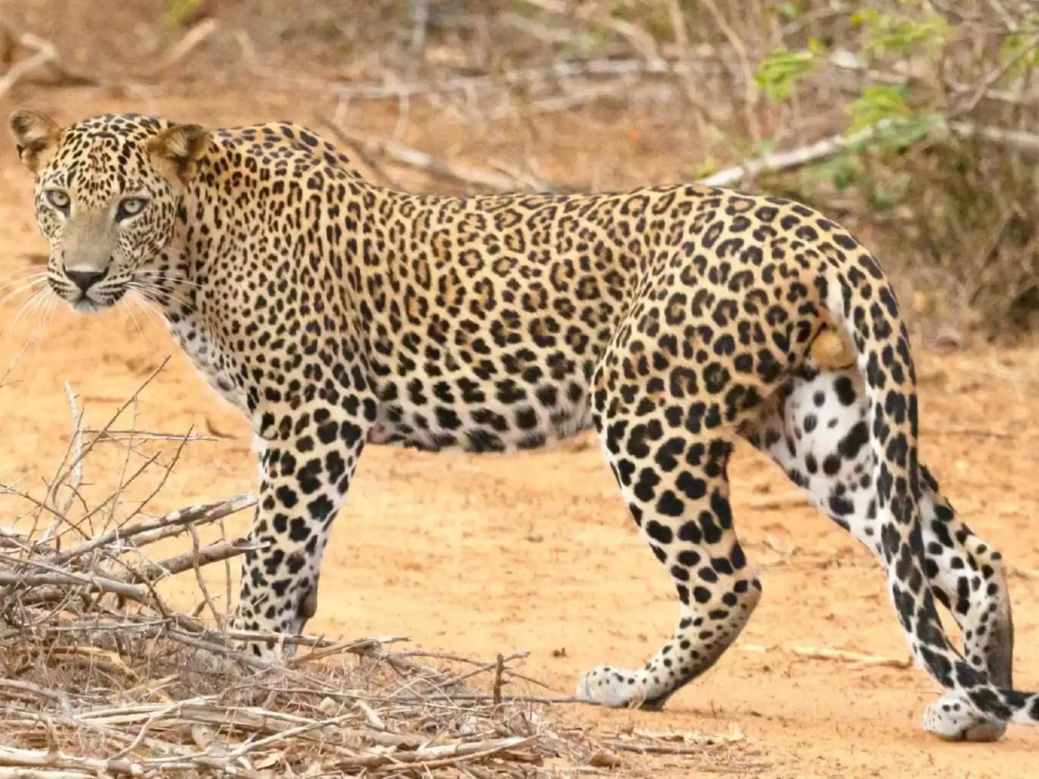 Best of Sri Lanka Grand Tour