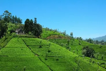 Tea Country Adventure